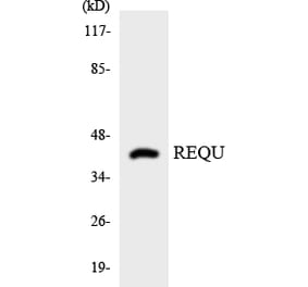 Western Blot - Anti-REQU Antibody (R12-3421) - Antibodies.com