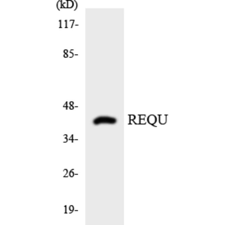 Western Blot - Anti-REQU Antibody (R12-3421) - Antibodies.com