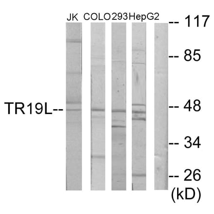 Western Blot - Anti-RELT Antibody (C11468) - Antibodies.com