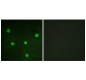 Immunofluorescence - Anti-RBL1 Antibody (B0812) - Antibodies.com