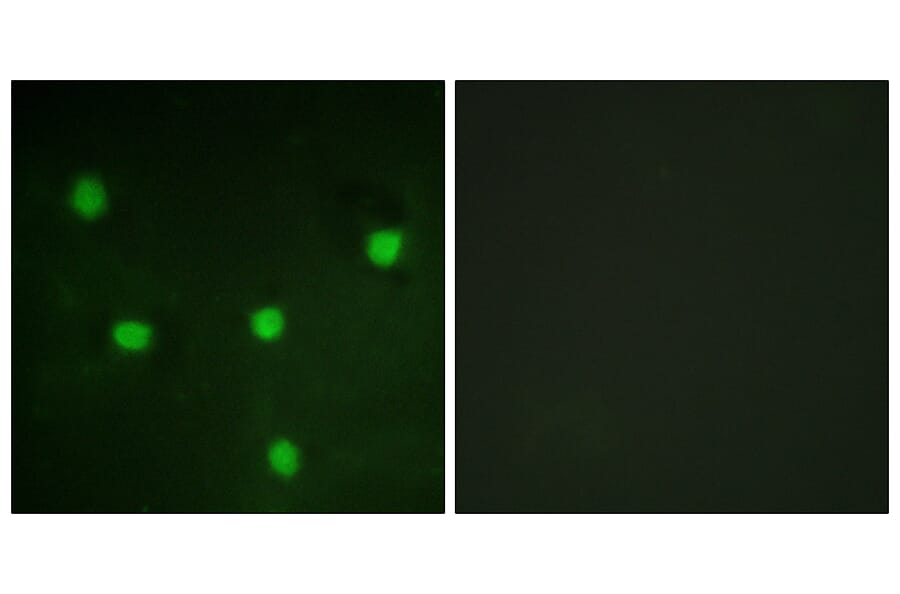 Immunofluorescence - Anti-RBL1 Antibody (B0812) - Antibodies.com