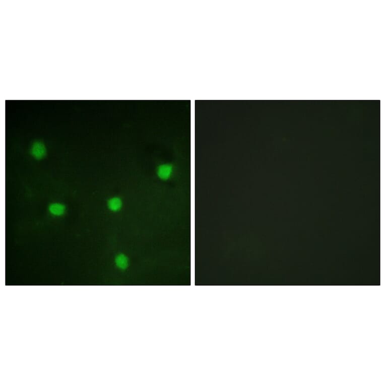 Immunofluorescence - Anti-RBL1 Antibody (B0812) - Antibodies.com