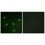 Immunofluorescence - Anti-RBL1 Antibody (B0812) - Antibodies.com