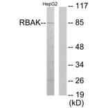 Western Blot - Anti-RBAK Antibody (C11784) - Antibodies.com