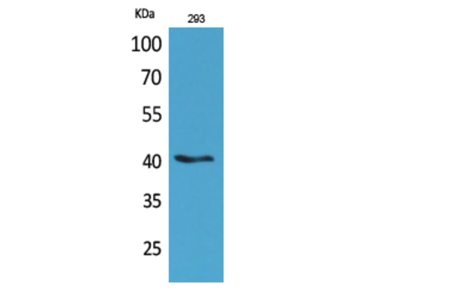 Western Blot - Anti-PAX5 Antibody (C30750) - Antibodies.com