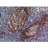 Immunohistochemistry - Anti-PAX5 Antibody (C30750) - Antibodies.com