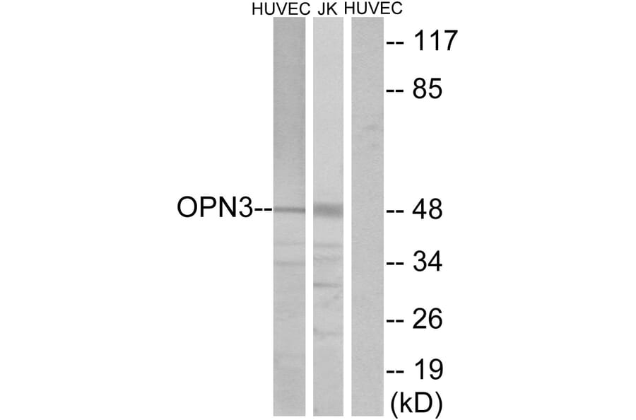 Western Blot - Anti-OPN3 Antibody (G487) - Antibodies.com
