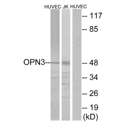 Western Blot - Anti-OPN3 Antibody (G487) - Antibodies.com