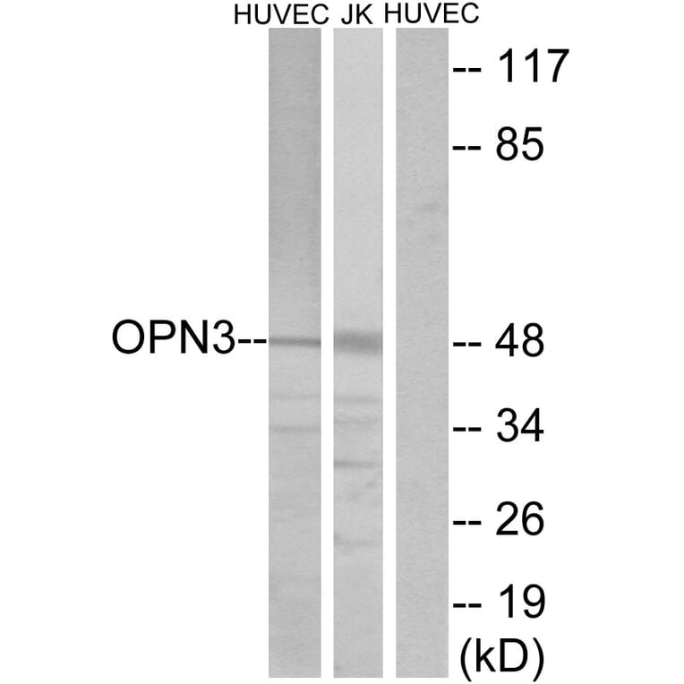 Western Blot - Anti-OPN3 Antibody (G487) - Antibodies.com