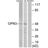 Western Blot - Anti-OPN3 Antibody (G487) - Antibodies.com