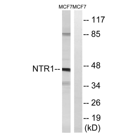 Western Blot - Anti-NTR1 Antibody (G413) - Antibodies.com