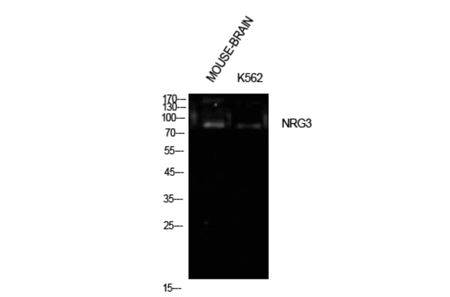 Western Blot - Anti-NRG3 Antibody (C30656) - Antibodies.com