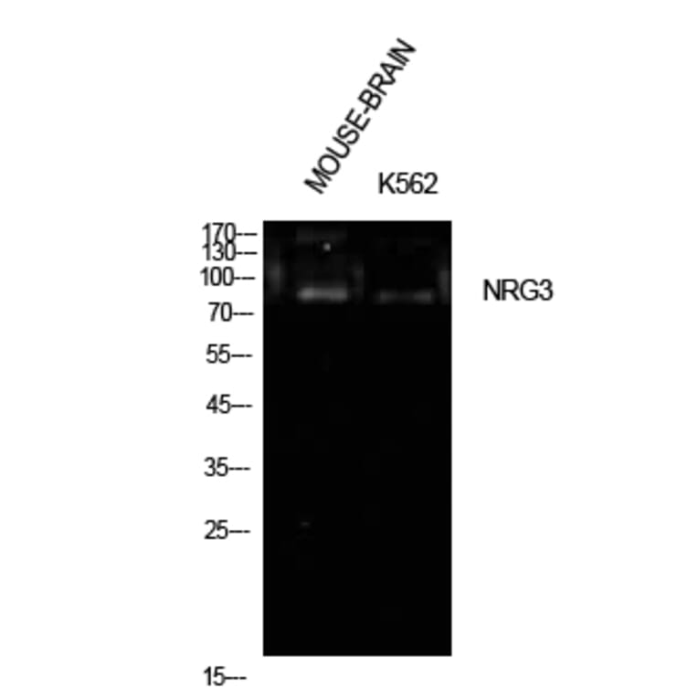 Western Blot - Anti-NRG3 Antibody (C30656) - Antibodies.com