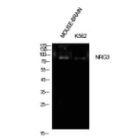 Western Blot - Anti-NRG3 Antibody (C30656) - Antibodies.com