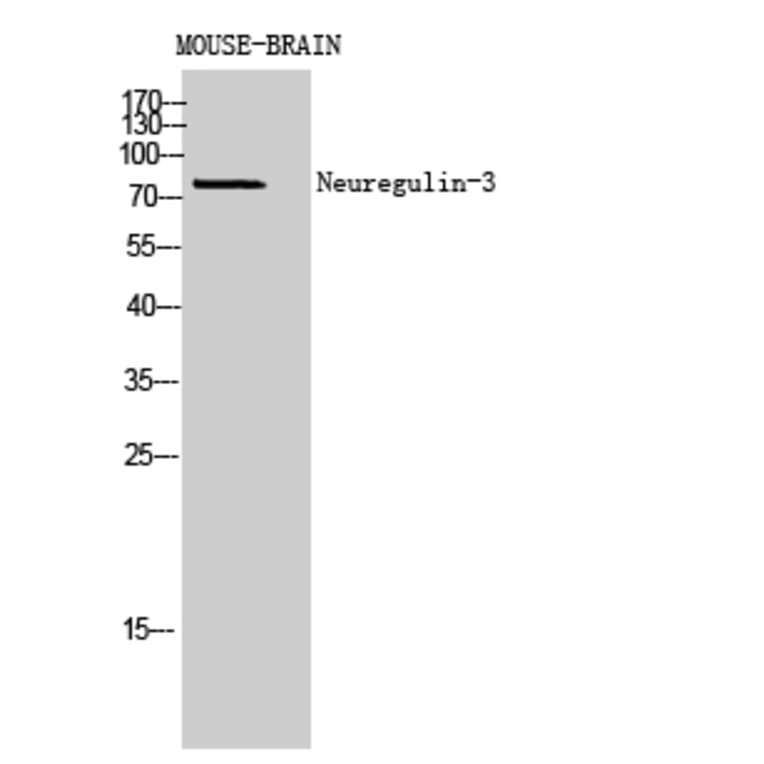Western Blot - Anti-NRG3 Antibody (C30656) - Antibodies.com