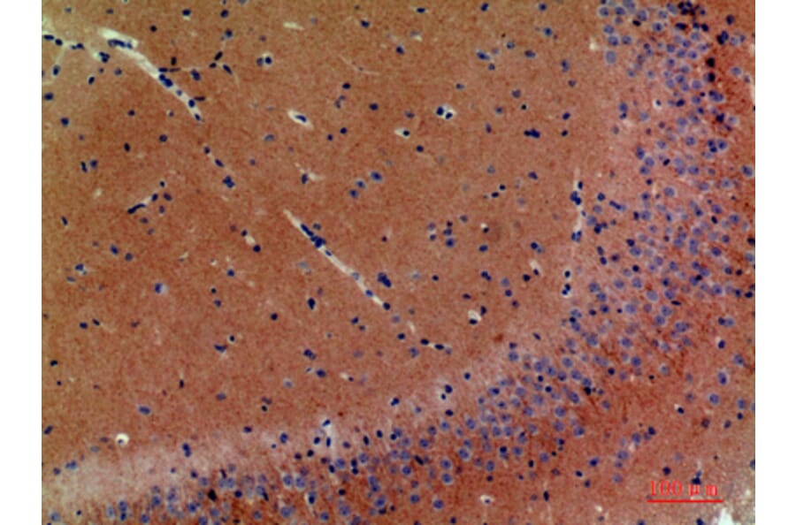 Immunohistochemistry - Anti-NRG3 Antibody (C30656) - Antibodies.com