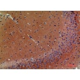 Immunohistochemistry - Anti-NRG3 Antibody (C30656) - Antibodies.com