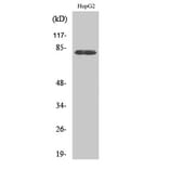 Western Blot - Anti-NEK5 Antibody (C18581) - Antibodies.com