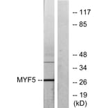 Western Blot - Anti-MYF5 Antibody (C10359) - Antibodies.com