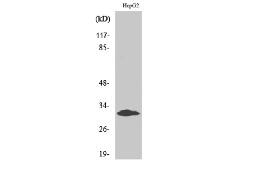 Western Blot - Anti-MYF5 Antibody (C10359) - Antibodies.com