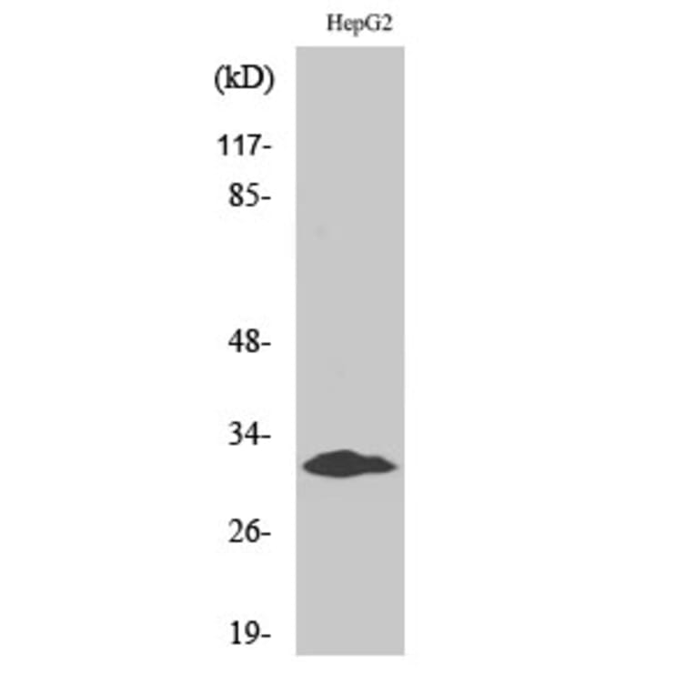 Western Blot - Anti-MYF5 Antibody (C10359) - Antibodies.com