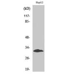Western Blot - Anti-MYF5 Antibody (C10359) - Antibodies.com