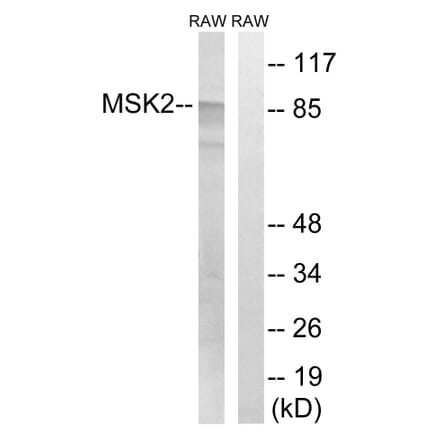 Western Blot - Anti-MSK2 Antibody (B8149) - Antibodies.com
