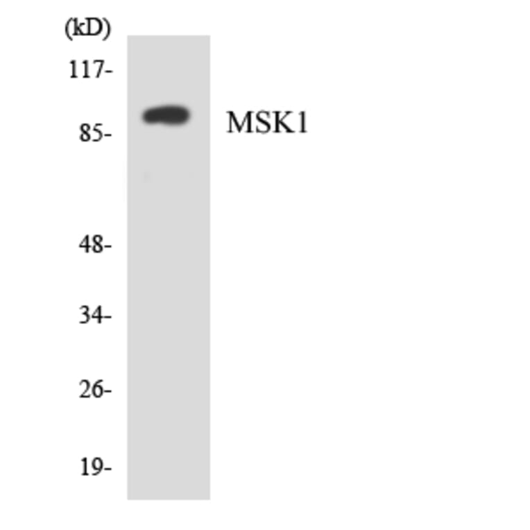 Western Blot - Anti-MSK1 Antibody (R12-3058) - Antibodies.com
