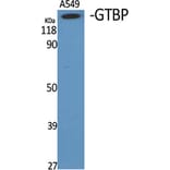 Western Blot - Anti-MSH6 Antibody (C13091) - Antibodies.com