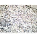 Immunohistochemistry - Anti-MSH6 Antibody (C13091) - Antibodies.com