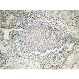 Immunohistochemistry - Anti-MSH6 Antibody (C13091) - Antibodies.com