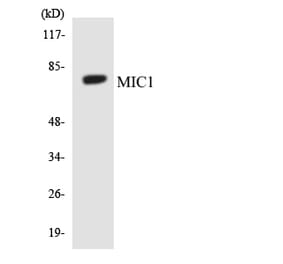 Western Blot - Anti-MIC1 Antibody (R12-3018) - Antibodies.com