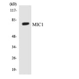 Western Blot - Anti-MIC1 Antibody (R12-3018) - Antibodies.com