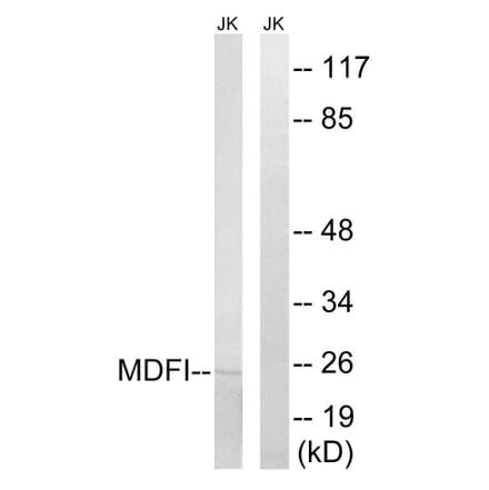 Western Blot - Anti-MDFI Antibody (C16756) - Antibodies.com