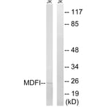Western Blot - Anti-MDFI Antibody (C16756) - Antibodies.com
