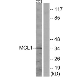 Western Blot - Anti-MCL1 Antibody (B1097) - Antibodies.com