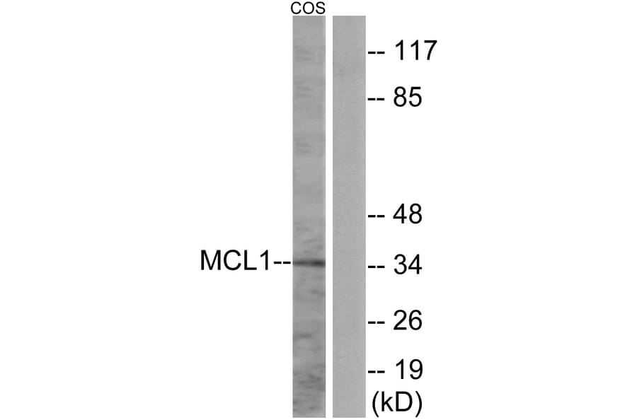 Western Blot - Anti-MCL1 Antibody (B1097) - Antibodies.com