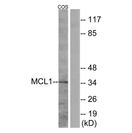 Western Blot - Anti-MCL1 Antibody (B1097) - Antibodies.com