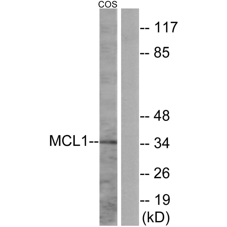 Western Blot - Anti-MCL1 Antibody (B1097) - Antibodies.com