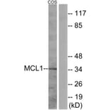 Western Blot - Anti-MCL1 Antibody (B1097) - Antibodies.com