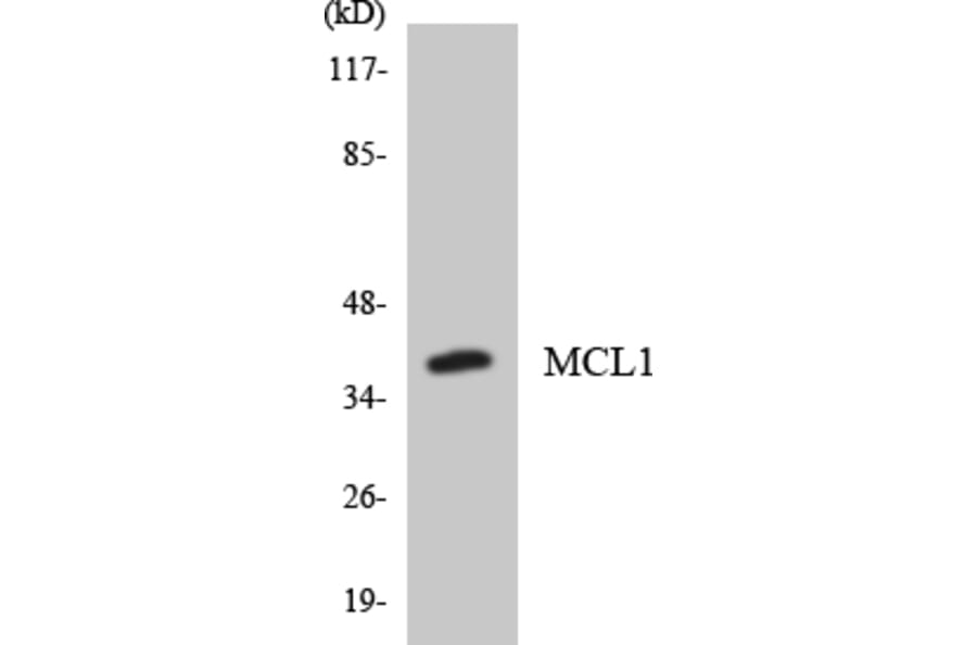 Western Blot - Anti-MCL1 Antibody (R12-3007) - Antibodies.com