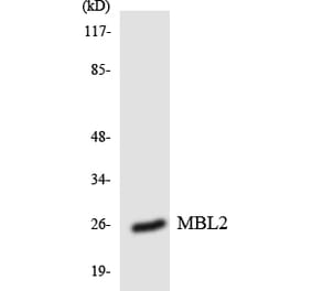 Western Blot - Anti-MBL2 Antibody (R12-3003) - Antibodies.com