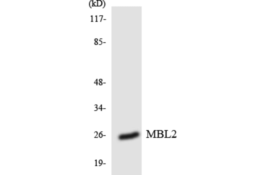 Western Blot - Anti-MBL2 Antibody (R12-3003) - Antibodies.com