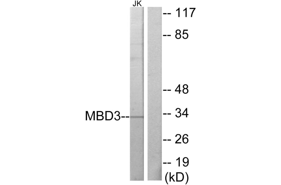 Western Blot - Anti-MBD3 Antibody (C10250) - Antibodies.com