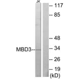 Western Blot - Anti-MBD3 Antibody (C10250) - Antibodies.com