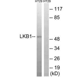 Western Blot - Anti-LKB1 Antibody (B8127) - Antibodies.com