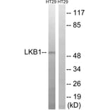 Western Blot - Anti-LKB1 Antibody (B8127) - Antibodies.com