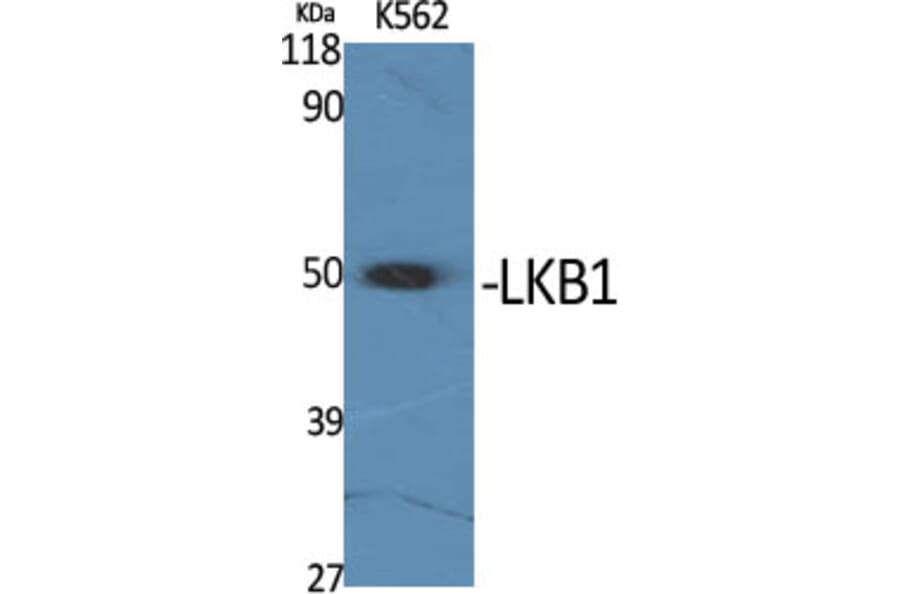 Western Blot - Anti-LKB1 Antibody (B8127) - Antibodies.com