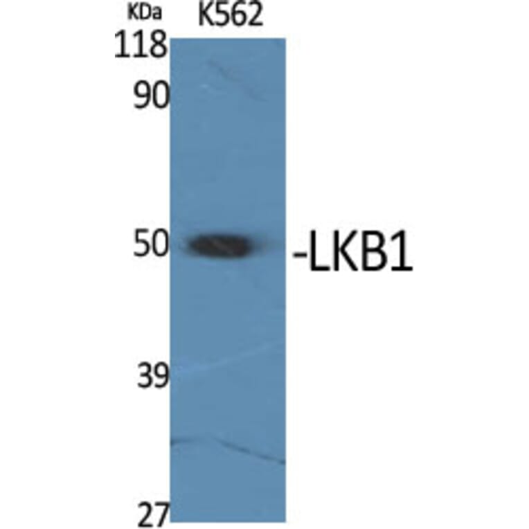 Western Blot - Anti-LKB1 Antibody (B8127) - Antibodies.com