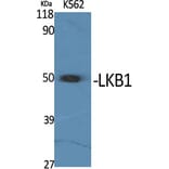 Western Blot - Anti-LKB1 Antibody (B8127) - Antibodies.com
